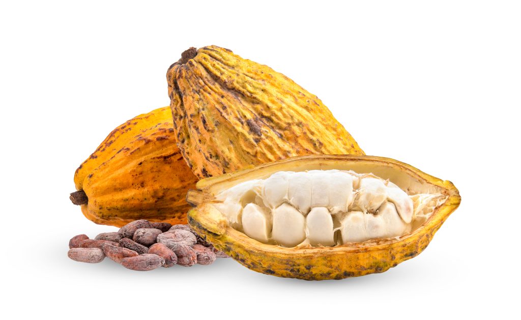 cocoa fruits isolated on white background